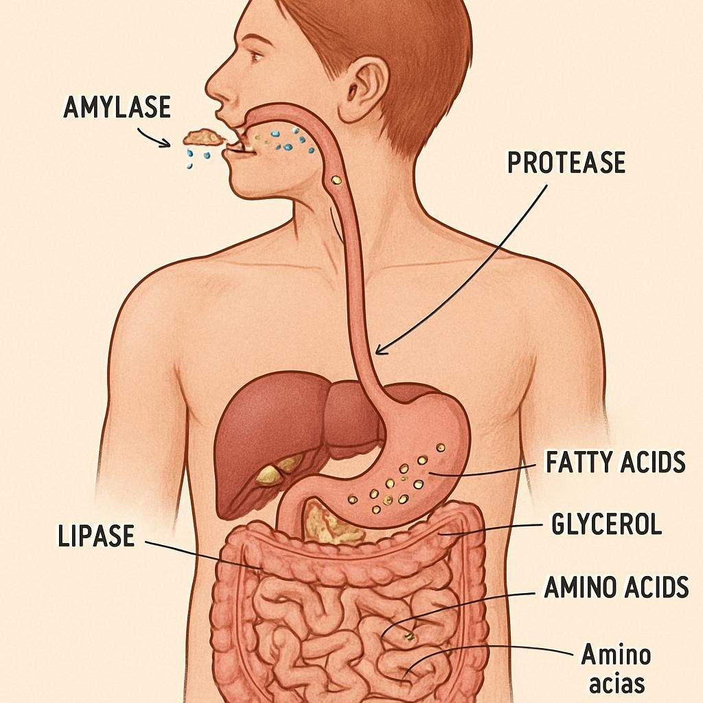 découvrez le rôle crucial des enzymes digestives dans le corps humain et comprenez comment elles facilitent la digestion pour une meilleure santé.